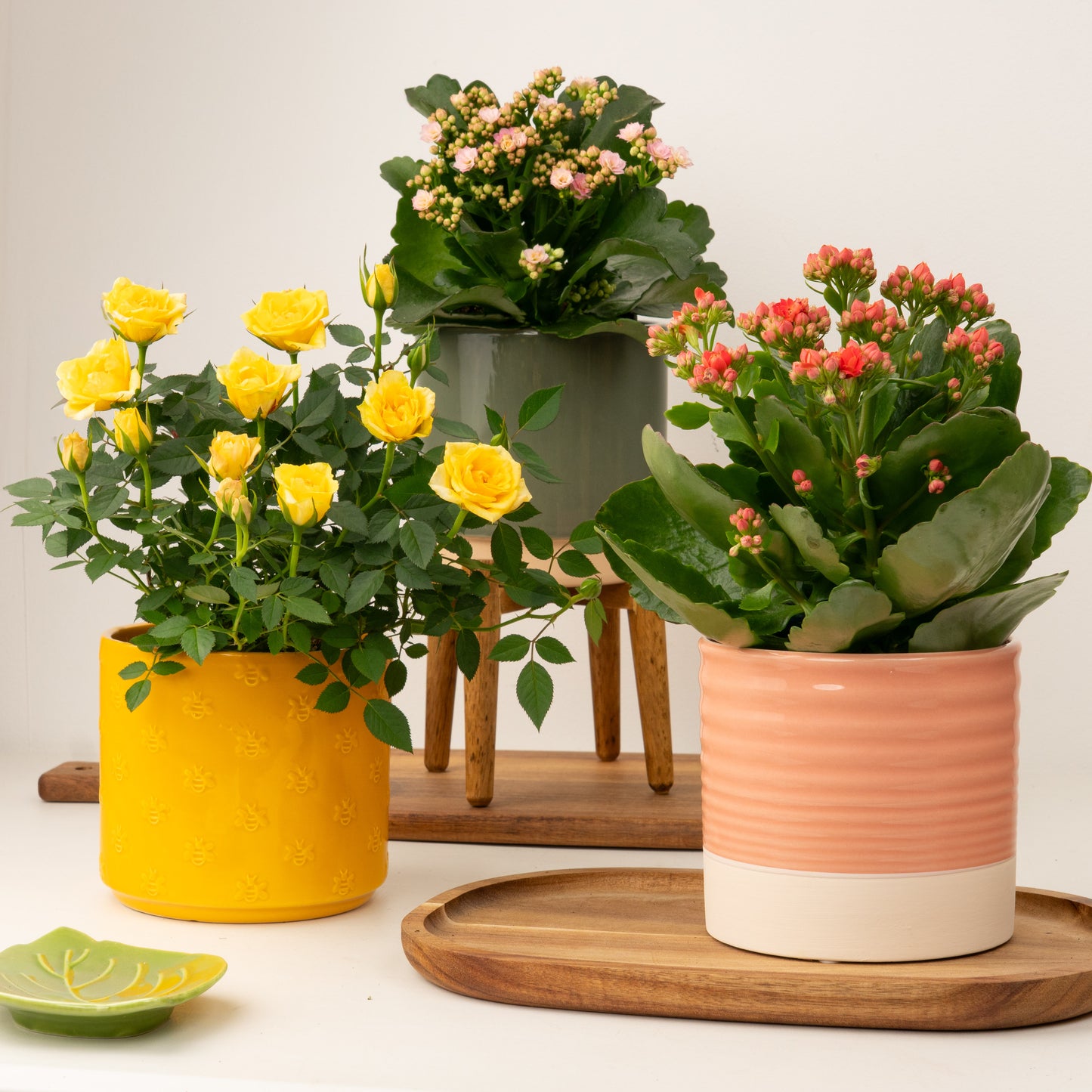 Pink Lemonade | Plant Bundle