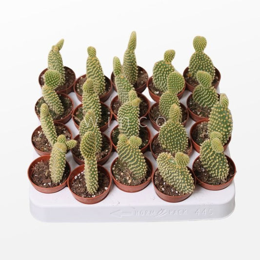 Bunny Ears Cactus | Pallida | Potted Houseplants