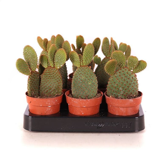 Bunny Ears Cactus | Red | Indoor Cactus Plants