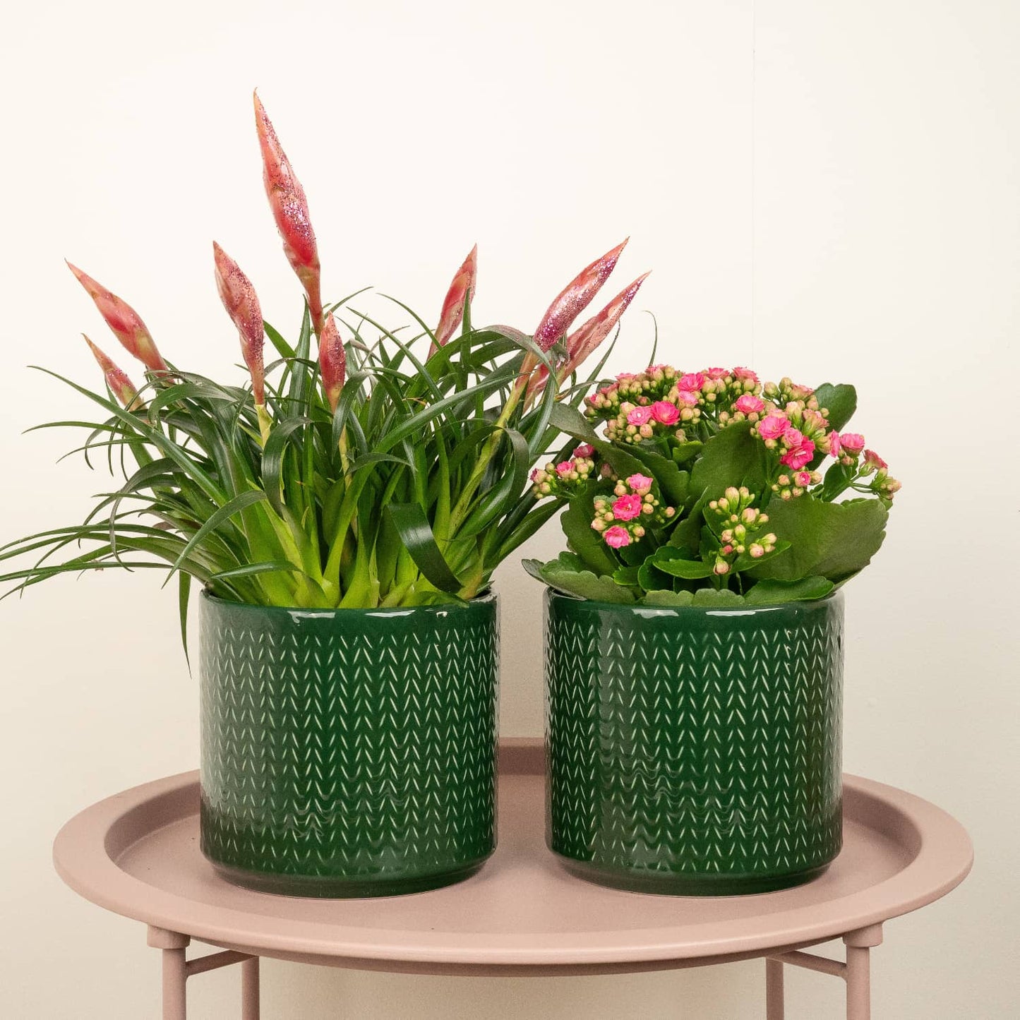 Pretty In Pink | Plant Bundle