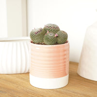 Owl Eye Cactus 'Superfina' in a decorative ceramic pot sold separately.