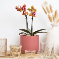 Phalaenopsis Orchid | Sweetie Orange