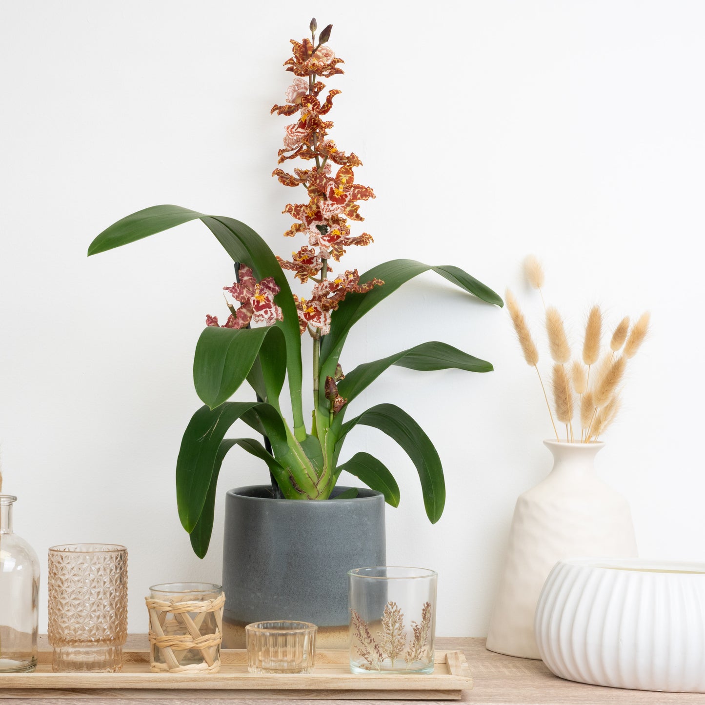 Cambria Orchid | Gold Leopard