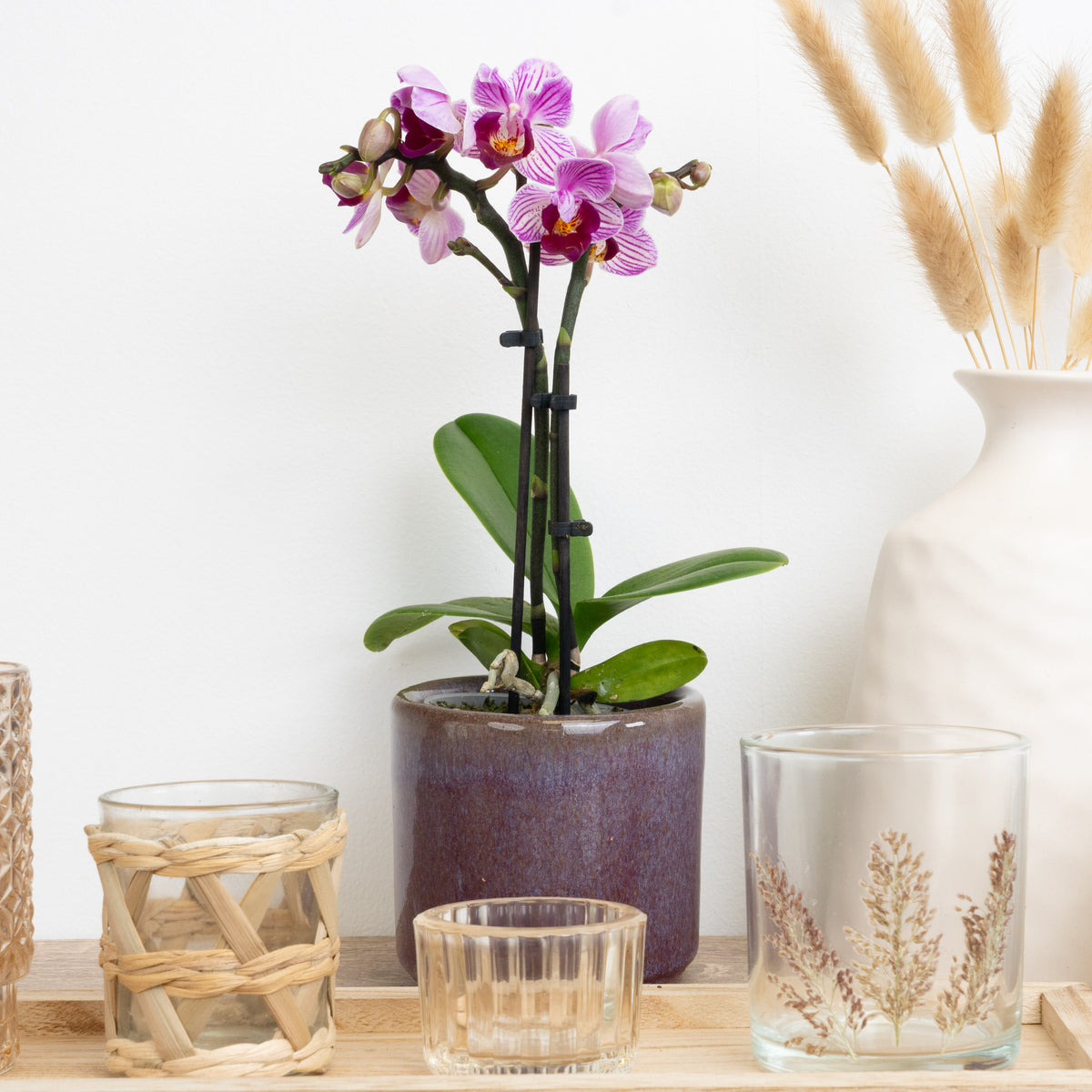 Phalaenopsis Orchid | Sweetie Honeybee