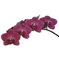 Phalaenopsis Orchid | Promise Montreux