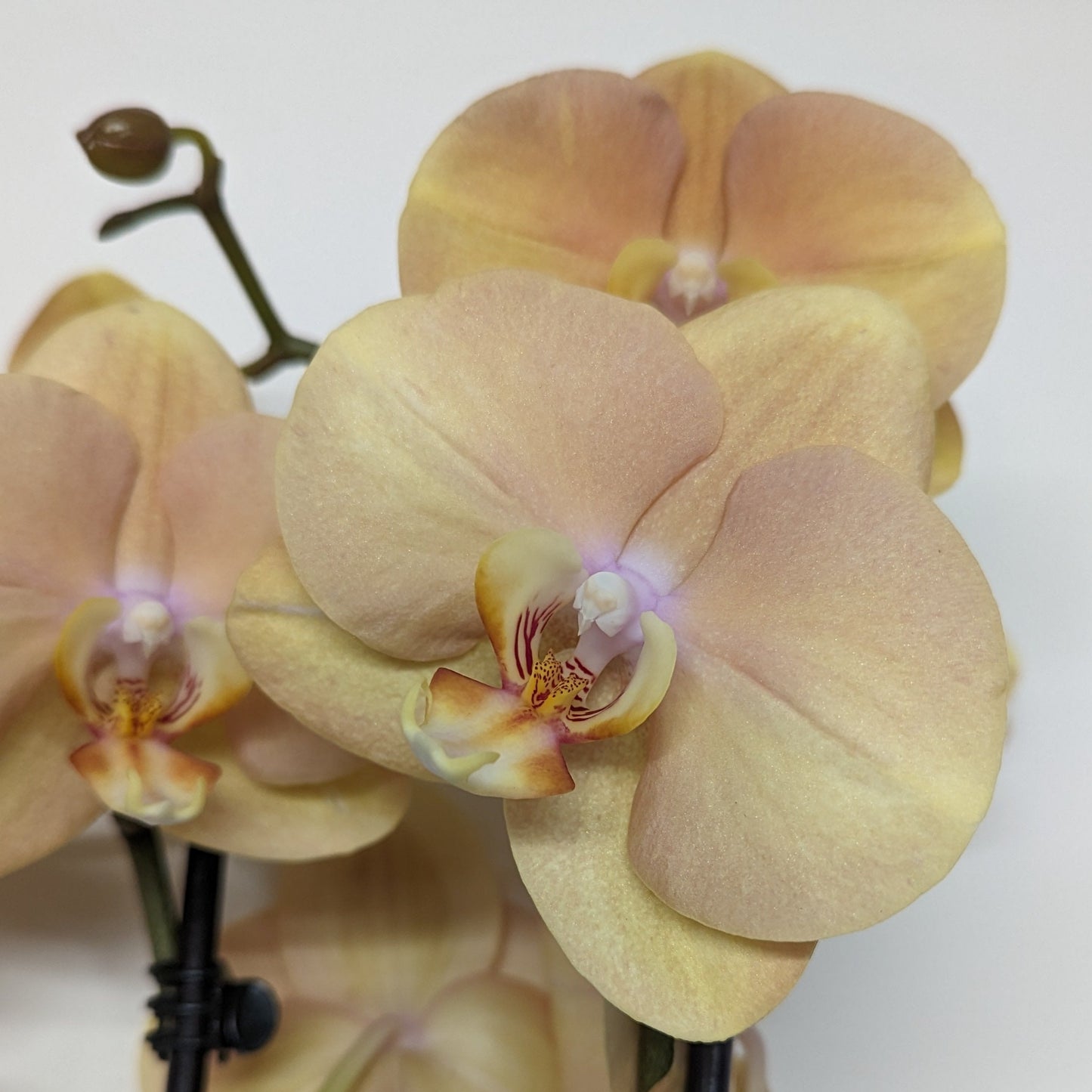 Phalaenopsis Orchid | Peach
