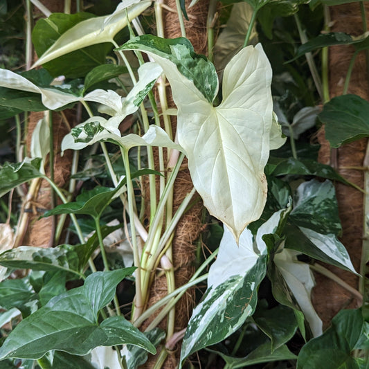 Arrowhead Vine | Albo | Rare Plant | Indoor Hanging Plants