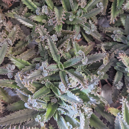 Mother Of Thousands | Variegated Plants