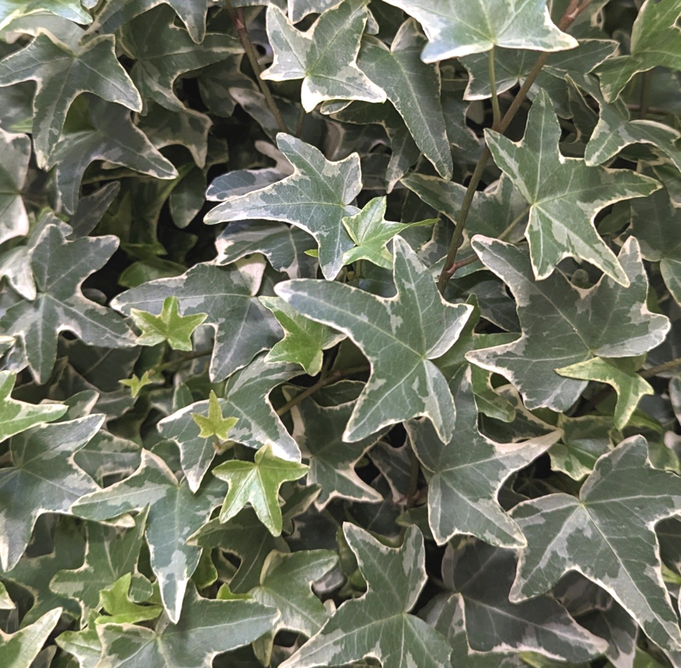 English Ivy | Mona Lisa