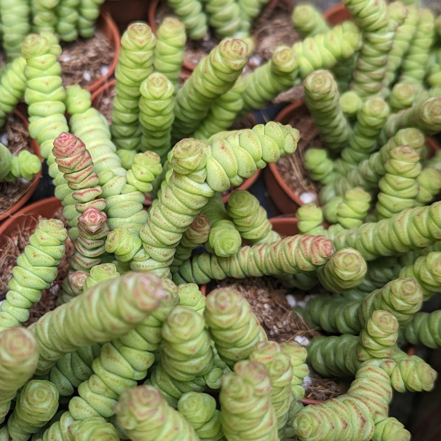String Of Buttons