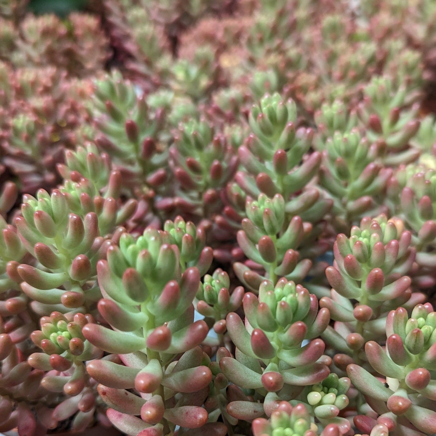 Jelly Bean Plant | Pink