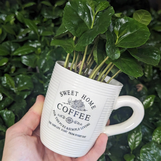 Coffee Cup | Arabica | Plant Gift Sets & Gift Ideas