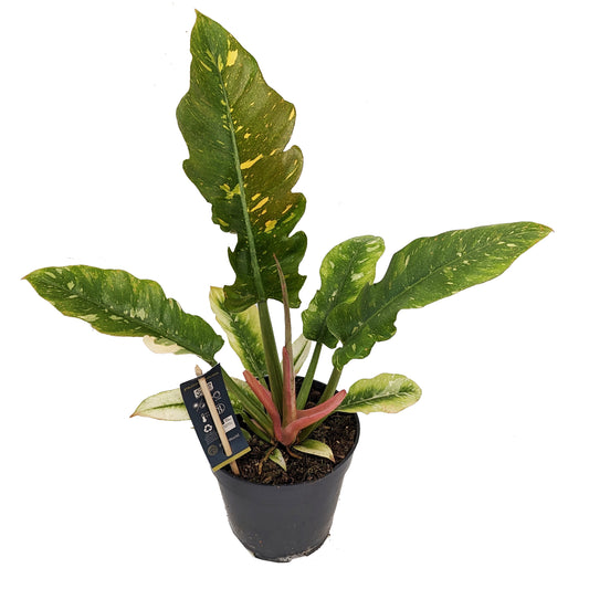 Tiger Tooth Philodendron | Ring Of Fire | Rare Plant | Potted Houseplants