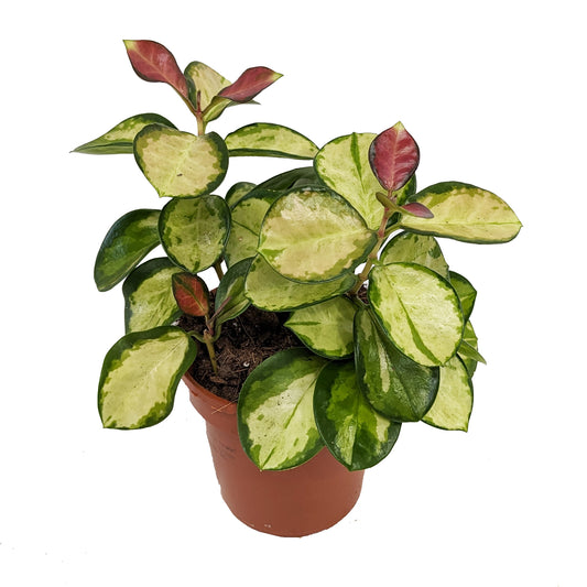 Wax Plant | Australis Lisa | Potted Houseplants