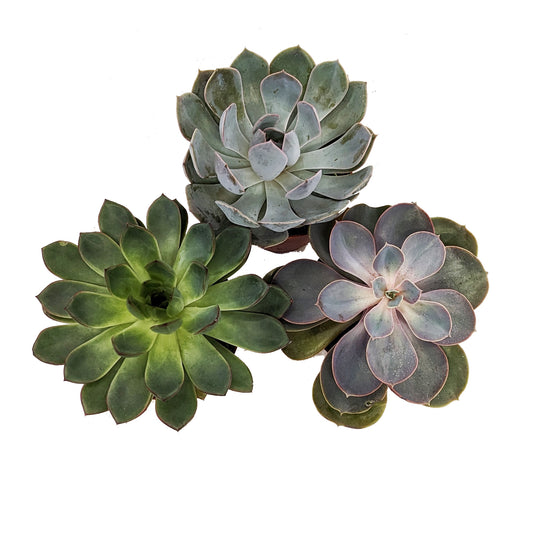 Echeveria | Mystery Box | Shade Loving Plants