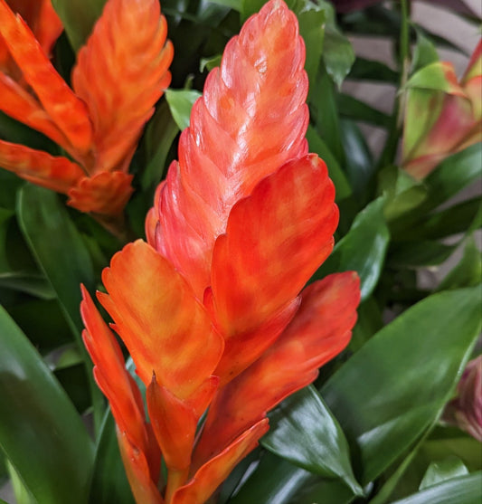 Vriesea Flaming Sword | Orange | Potted Houseplants