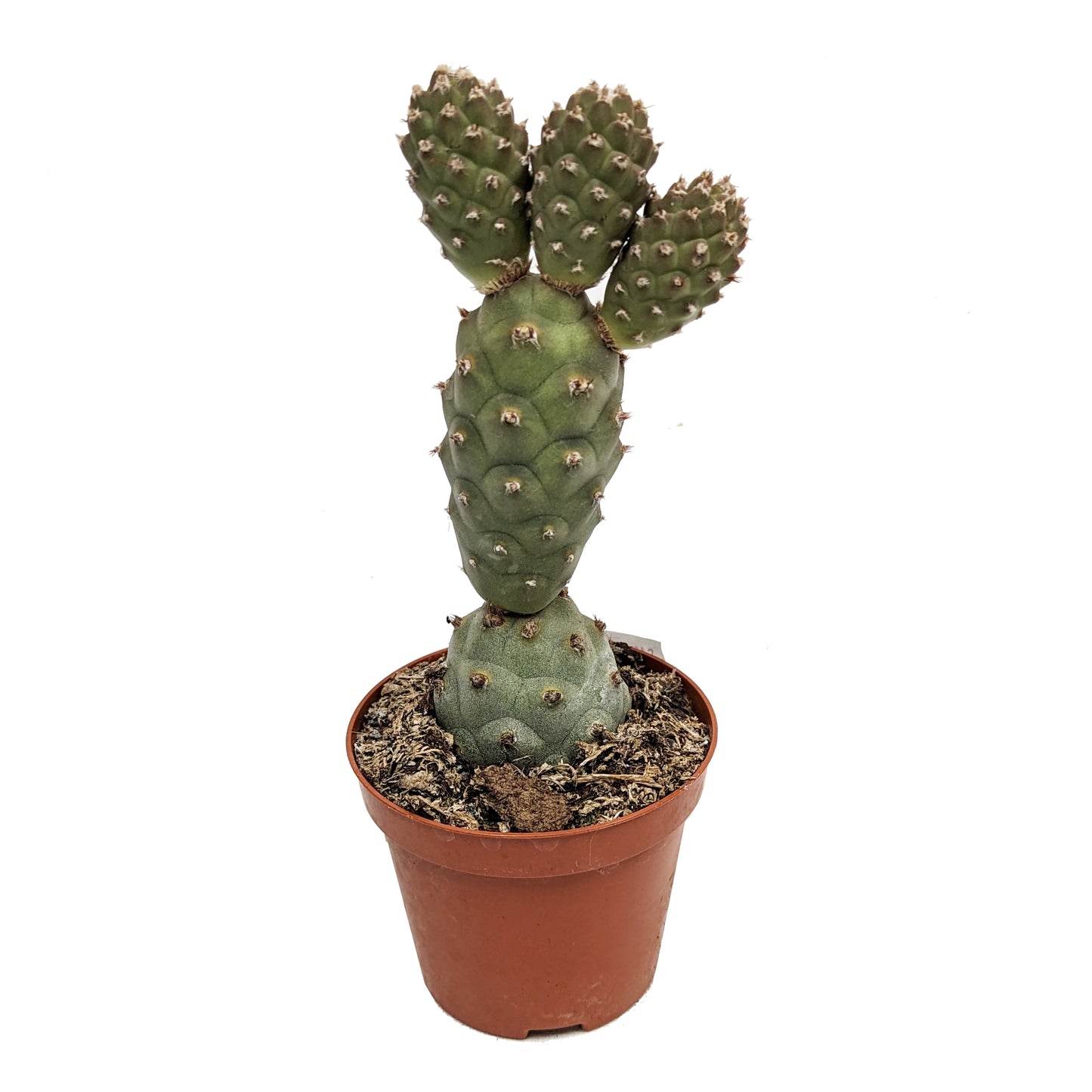 Pine Cone Cactus