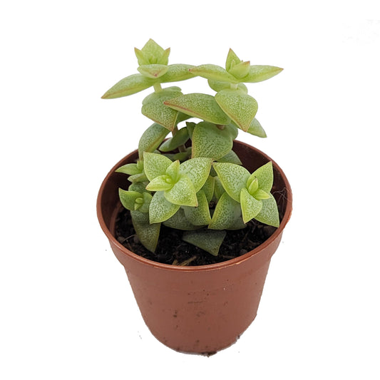 Crassula | Hoshiotome | Indoor Succulent Plants
