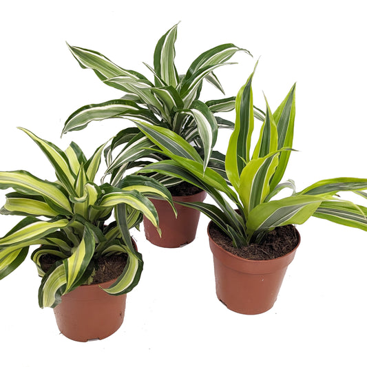 Baby Palms | Mystery Box | Perfect Plants for Under £50