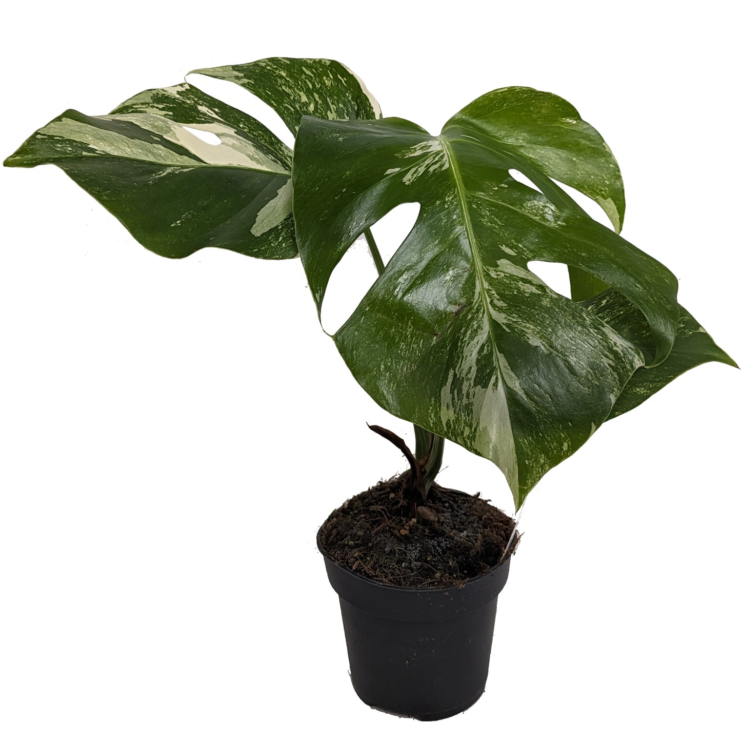 Variegated Swiss Cheese Plant | Albo | Rare Plant