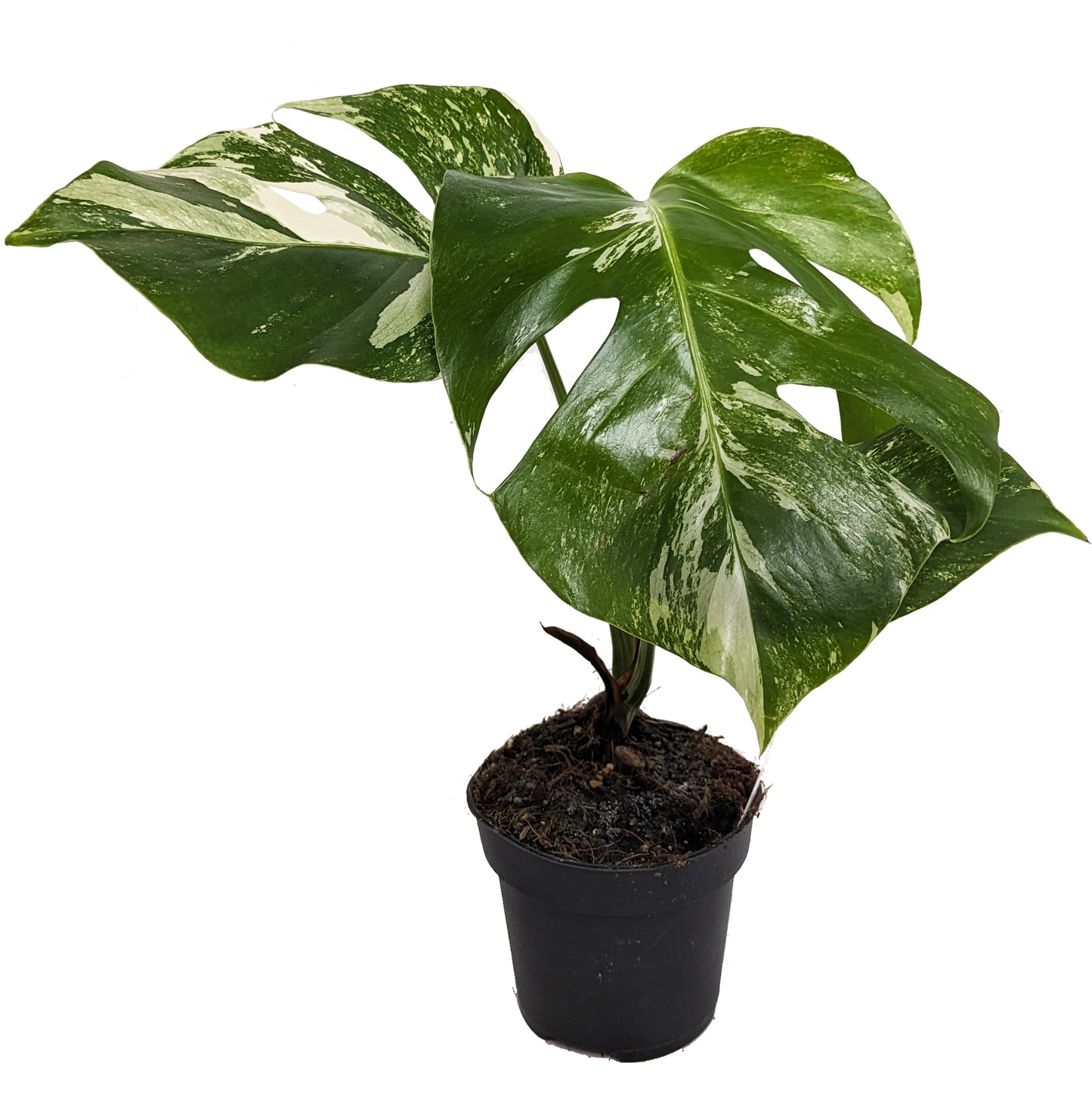 Variegated Swiss Cheese Plant | Albo | Rare Plant
