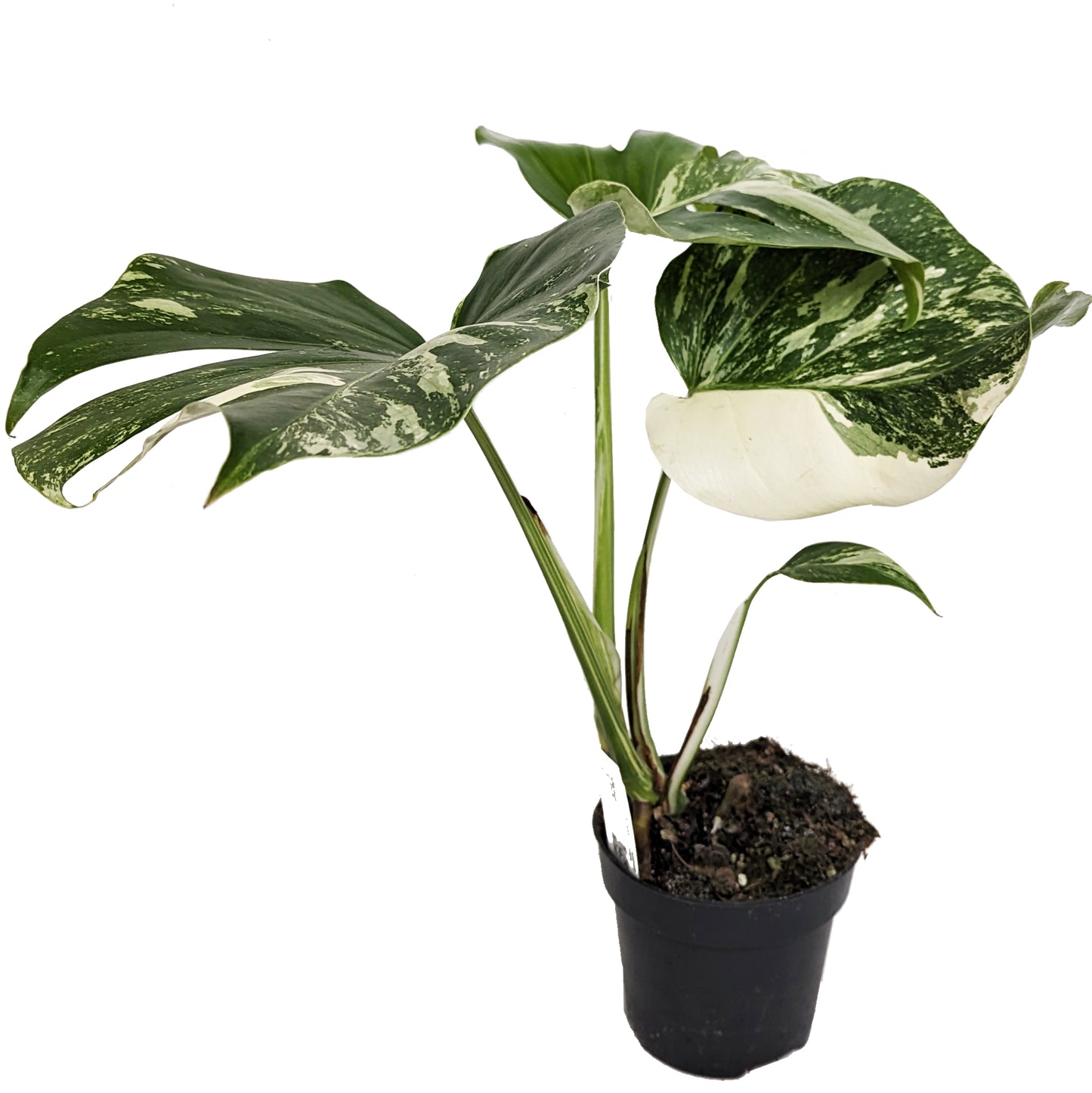 Variegated Swiss Cheese Plant | Albo | Rare Plant