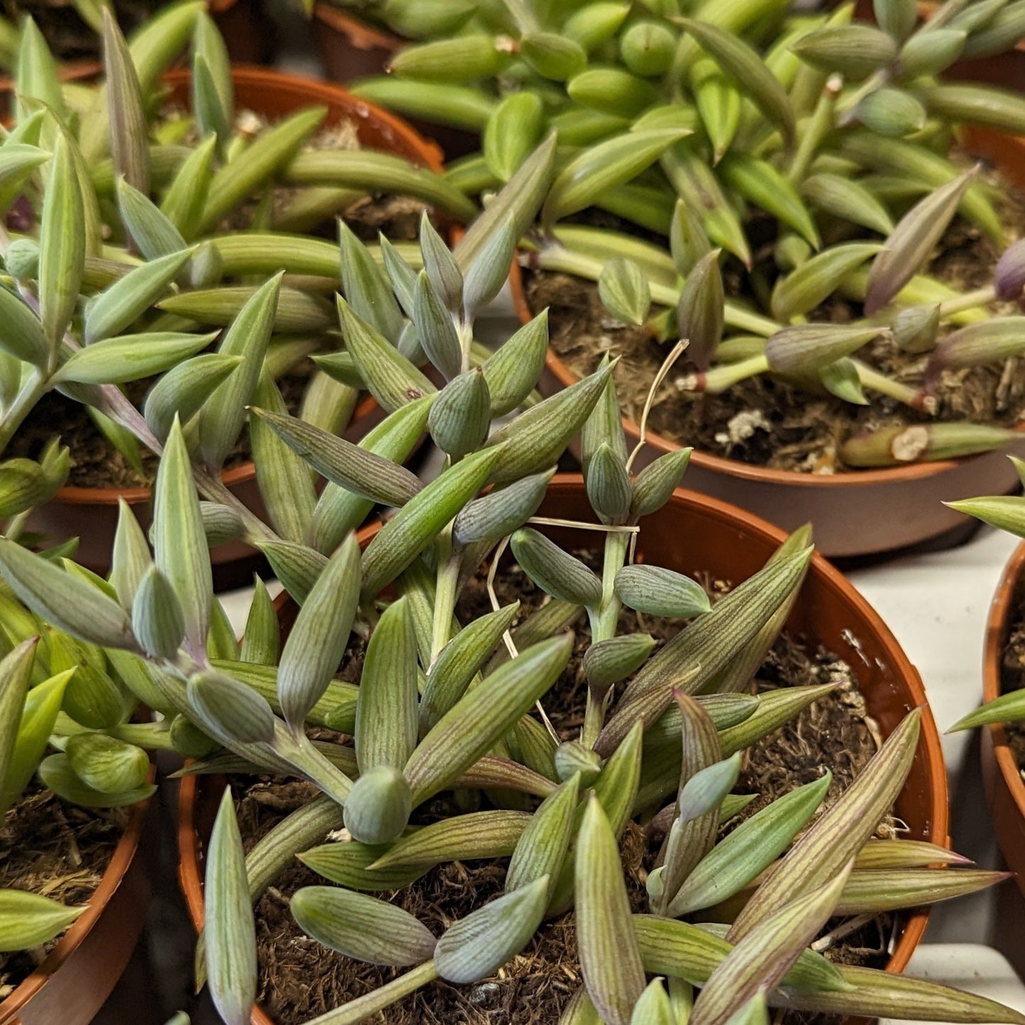 String Of Watermelon Bananas