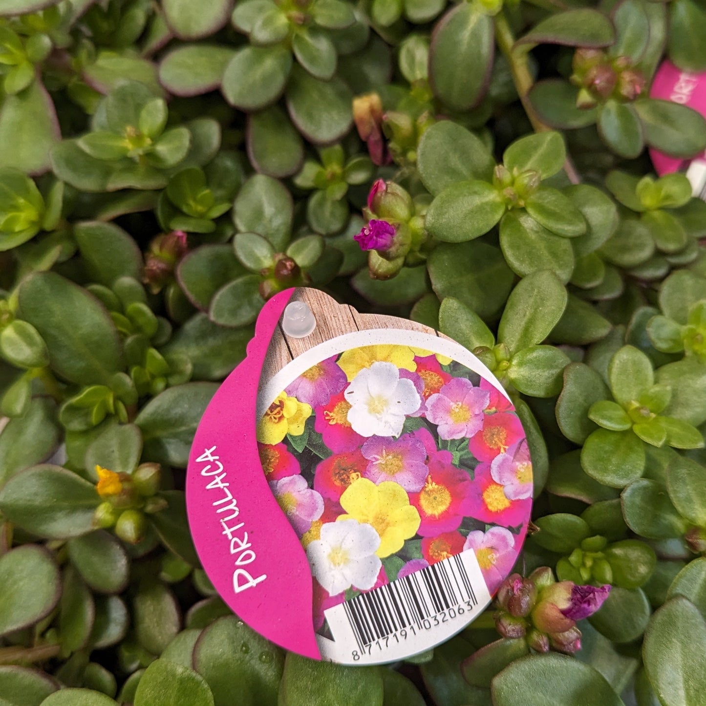 Common Purslane | Umbraticolata