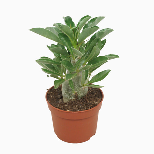 Madagascar Palm | Saundersii | Potted Houseplants
