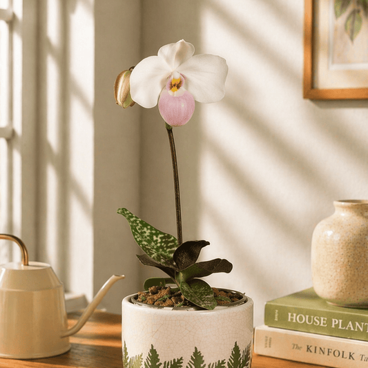 Venus Slipper Orchid | Delenatii | Potted Houseplants