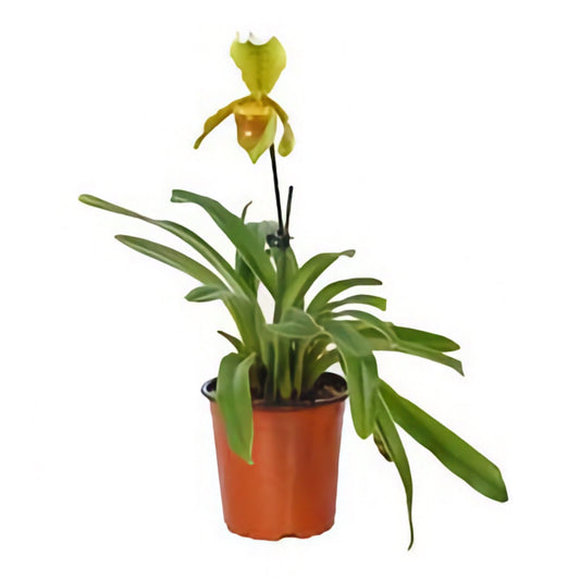 Venus Slipper Orchid | Florida | Potted Houseplants