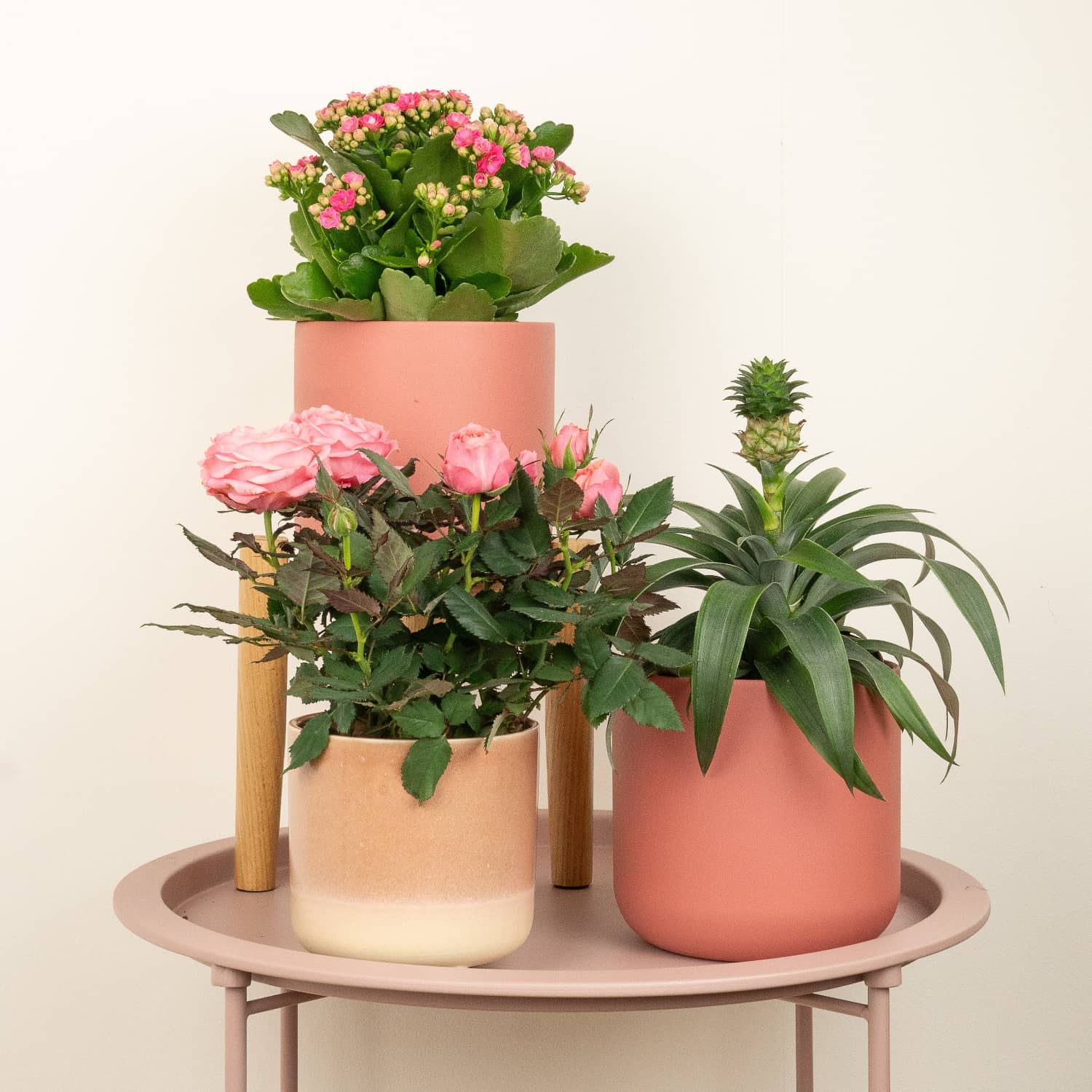 Passionate | Plant Bundle