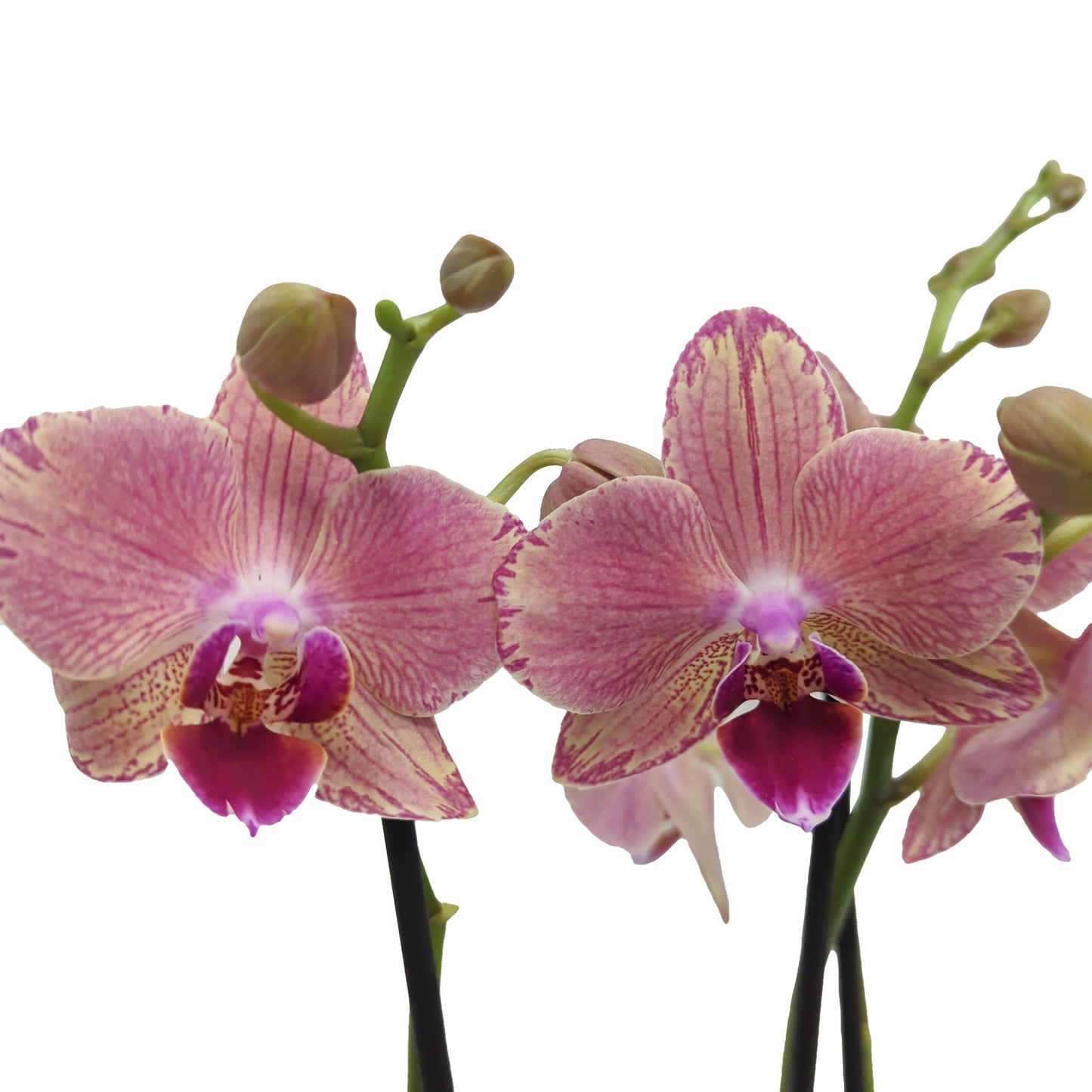 Phalaenopsis Orchid | Patchwork Peach