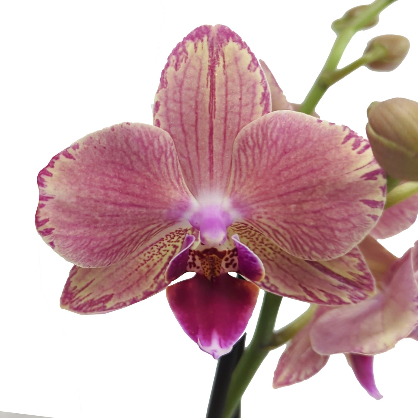 Phalaenopsis Orchid | Patchwork Peach