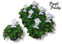 Pelargonium | Fresh & Fruity | Mosquito Fighter