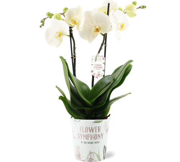 Phalaenopsis Orchid | Grand Desert