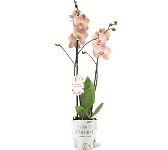 Phalaenopsis Orchid | Varese