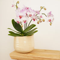 A captivating 'Antwerp' Tropical Phalaenopsis Orchid in a cosy ceramic rounded cream-coloured pot (sold separately.) A great choice for gifting and for decorating, there's plenty to admire with this incredible variety!