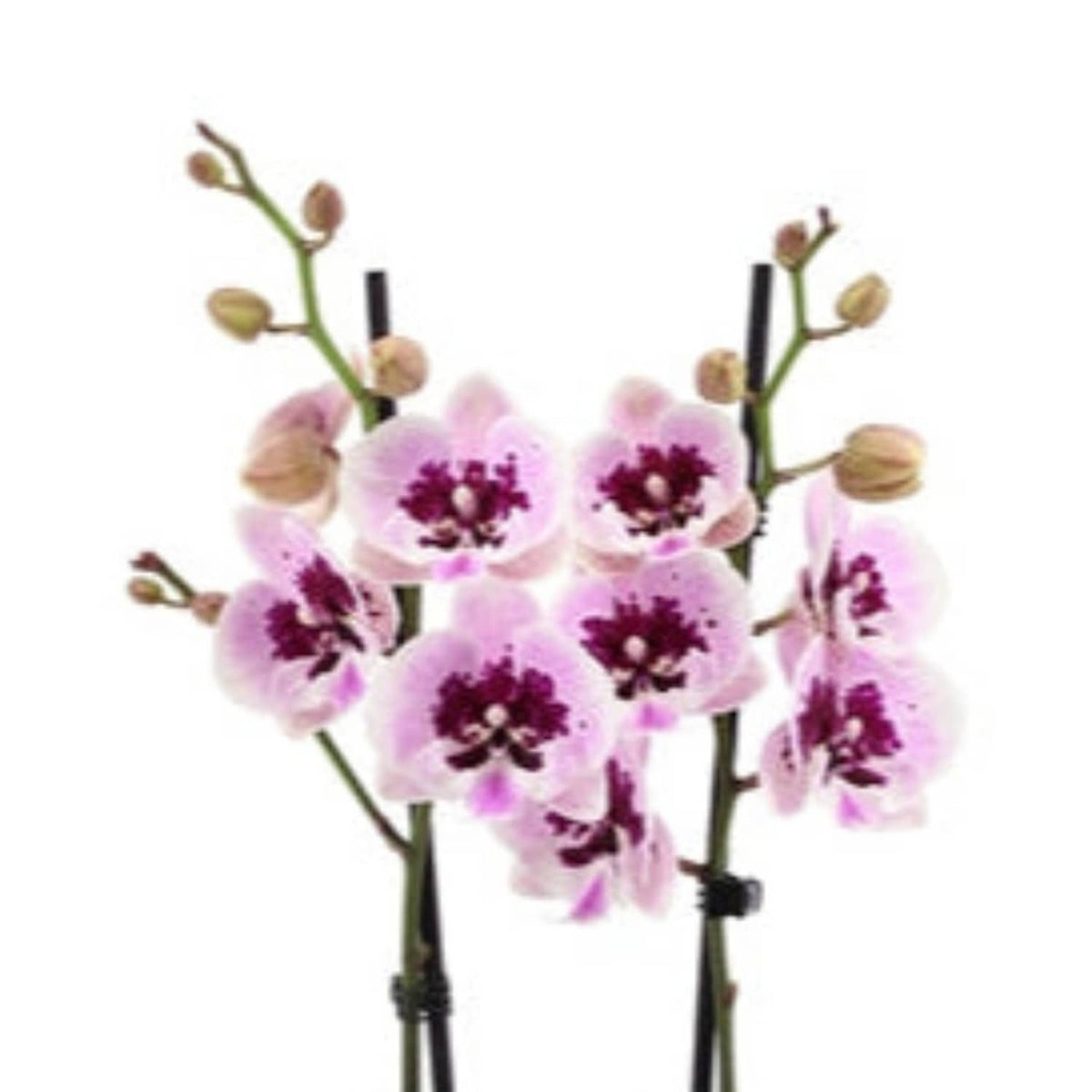 Phalaenopsis Orchid | Aladin
