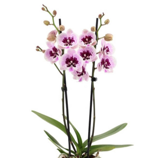 Phalaenopsis Orchid | Aladin | Potted Houseplants