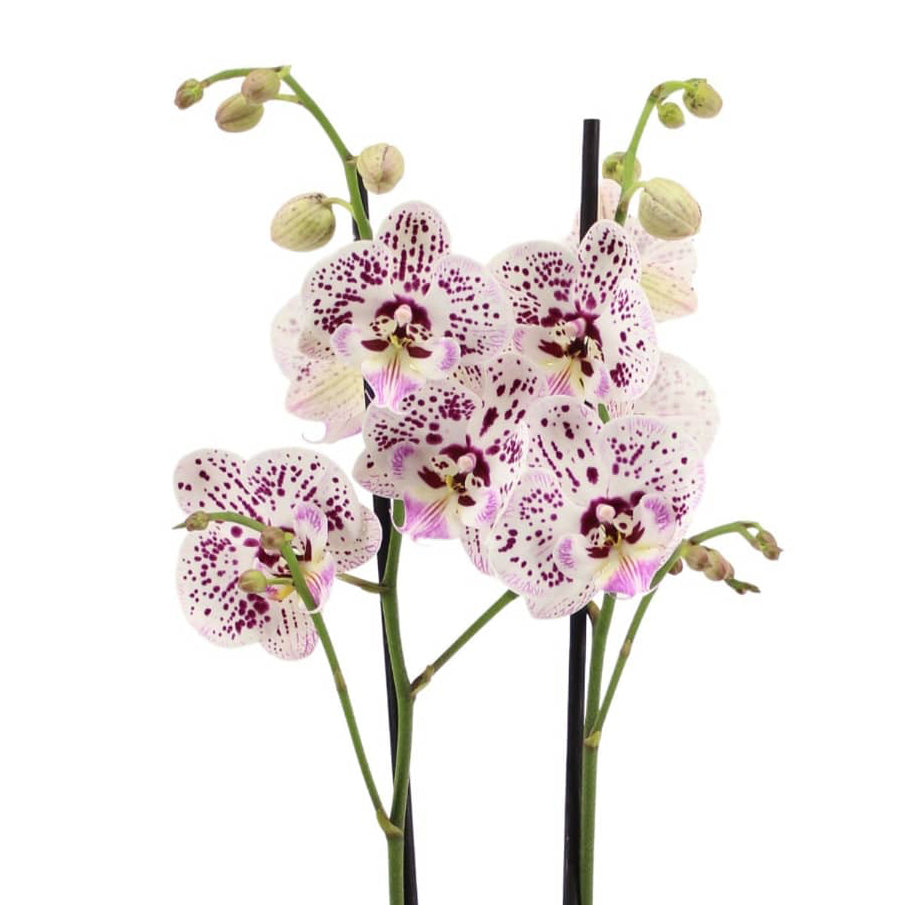 Phalaenopsis Orchid | Expressions