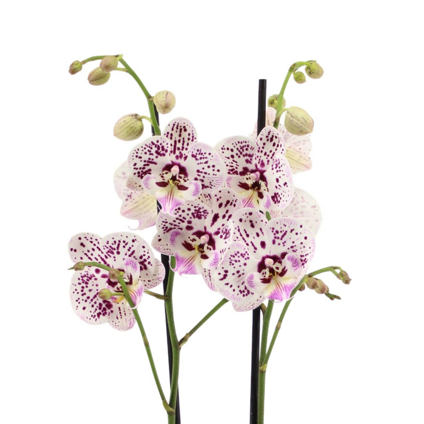 Phalaenopsis Orchid | Expressions