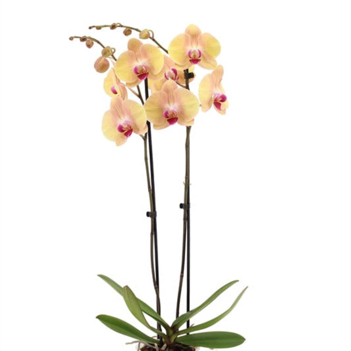 Phalaenopsis Orchid | Lion King