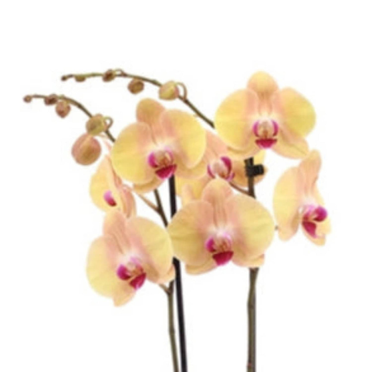 Phalaenopsis Orchid | Lion King