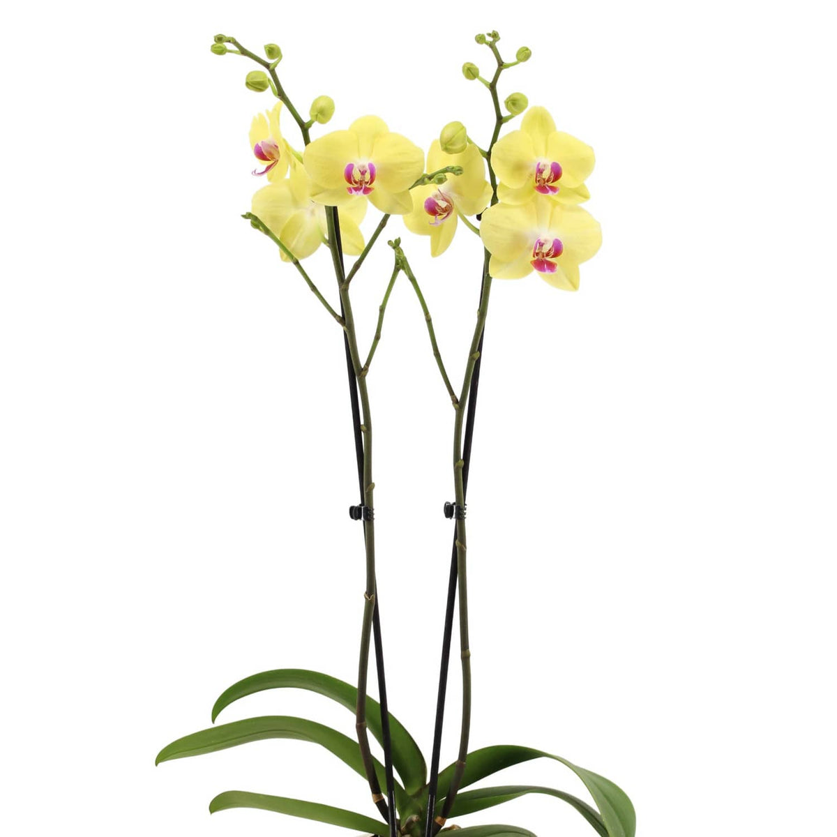 Phalaenopsis Orchid | Miraflor