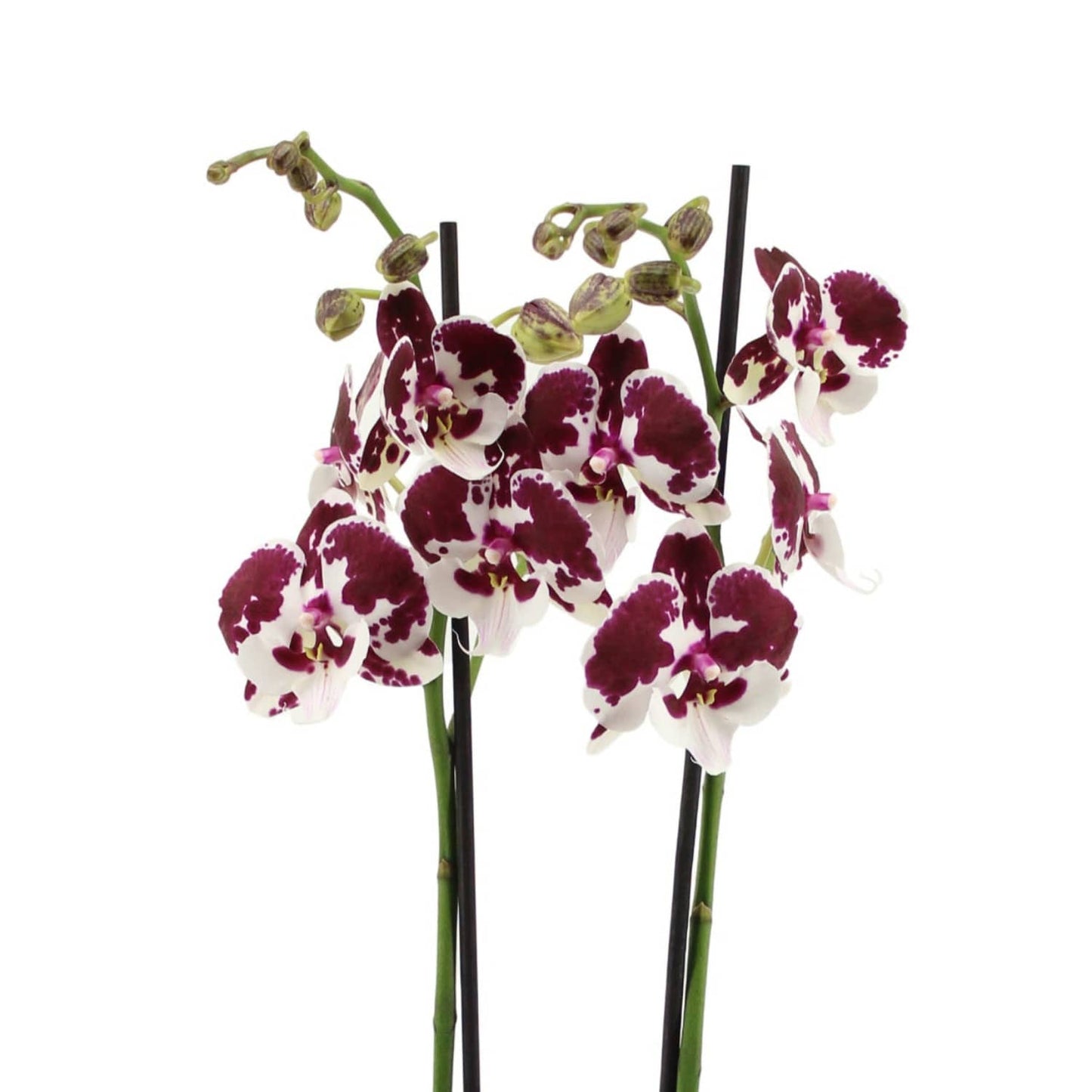 Phalaenopsis Orchid | Spider