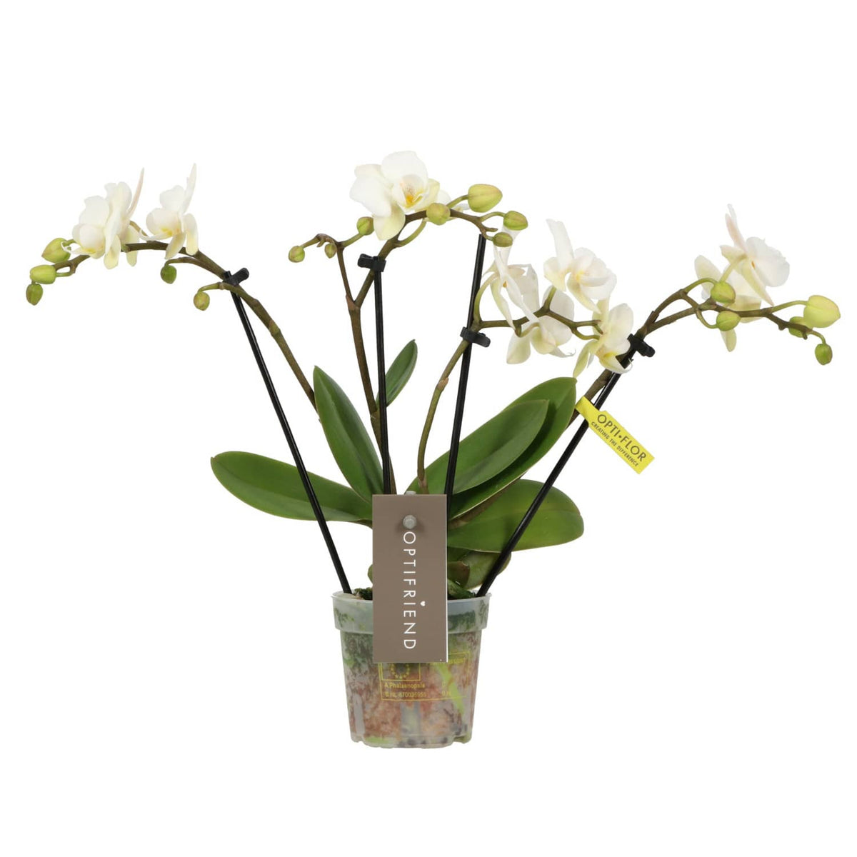 Phalaenopsis Orchid | Theatro Funk