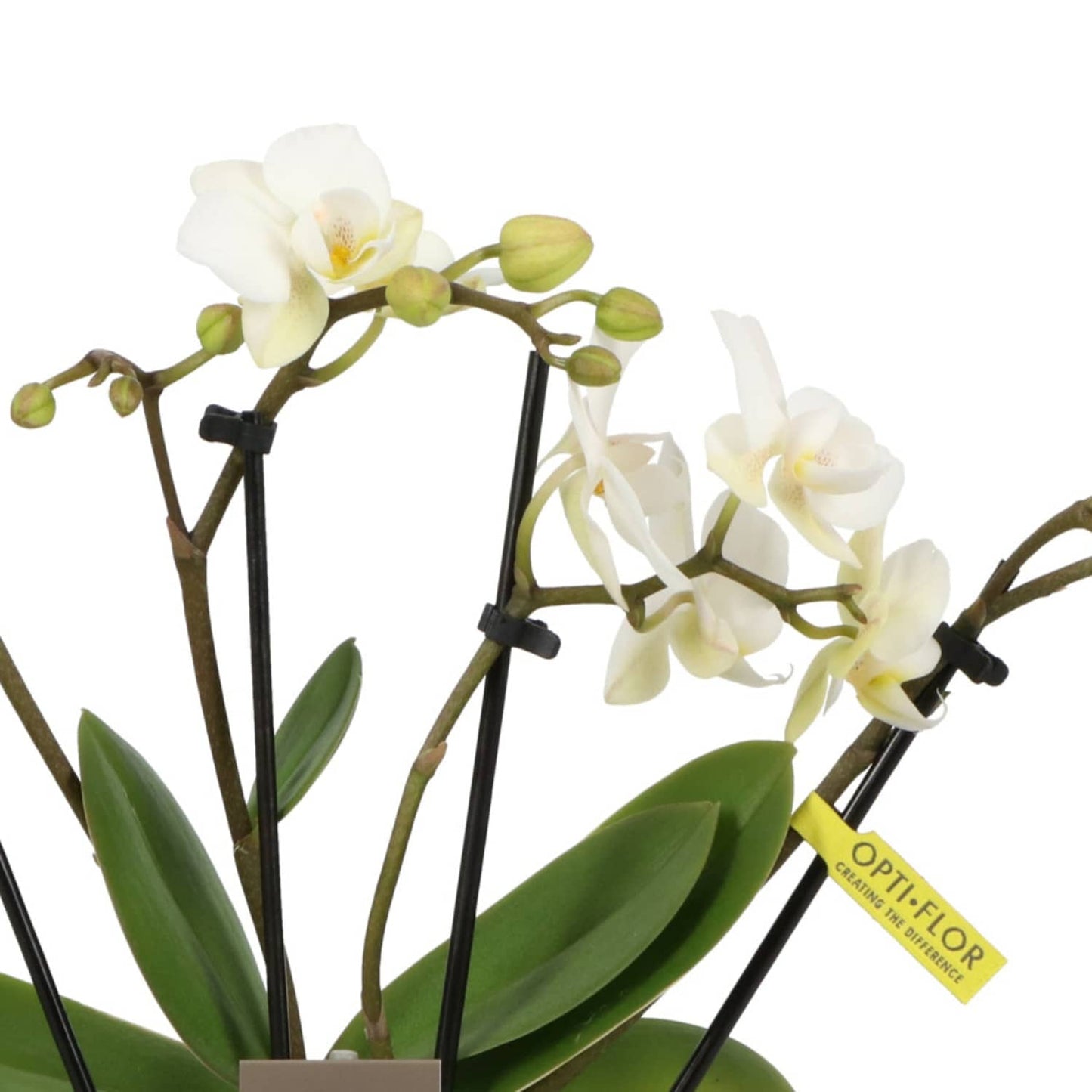 Phalaenopsis Orchid | Theatro Funk