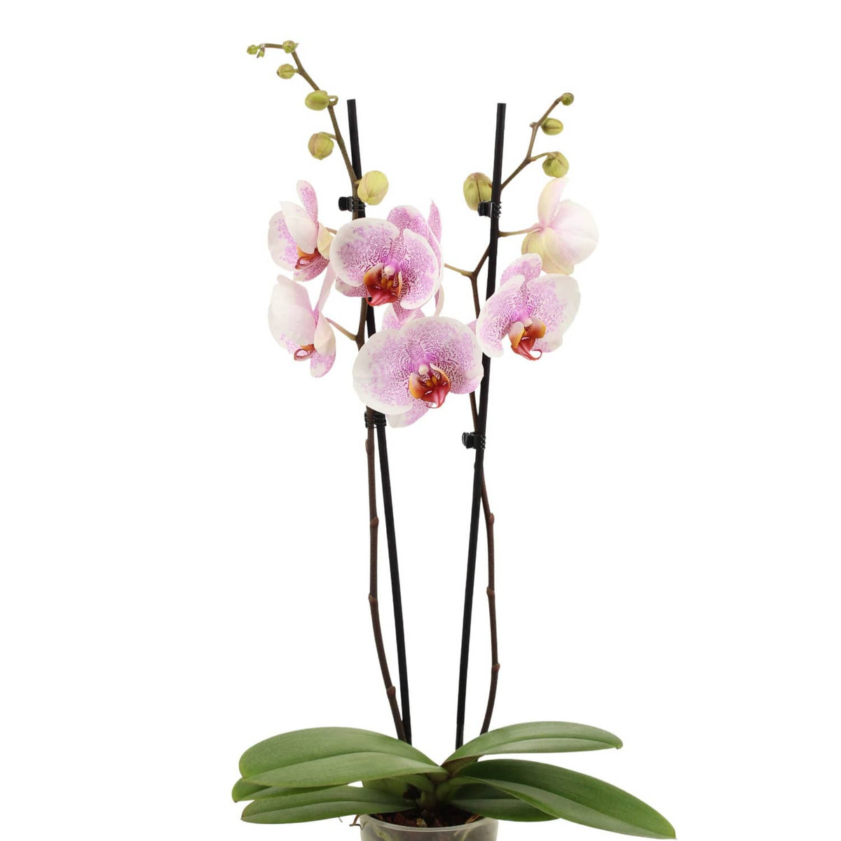 Phalaenopsis Orchid | Ursula
