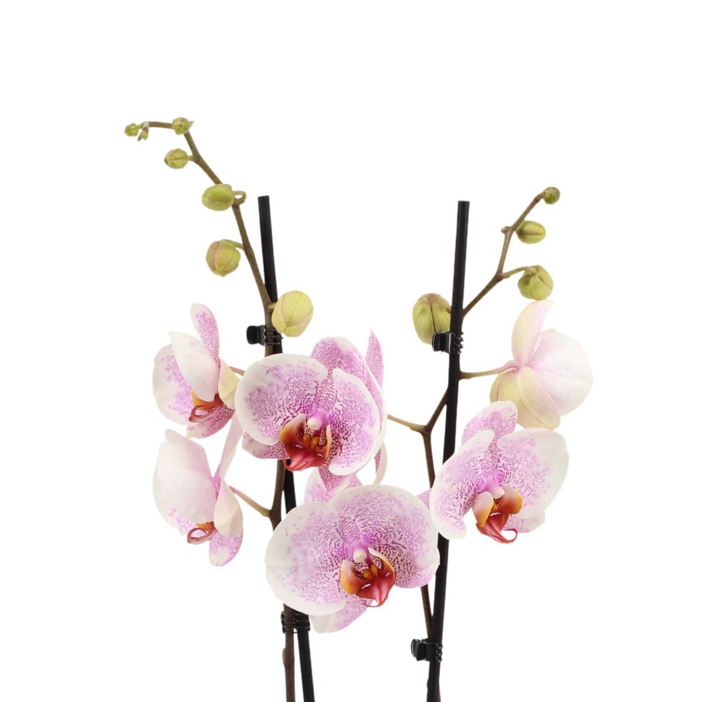 Phalaenopsis Orchid | Ursula